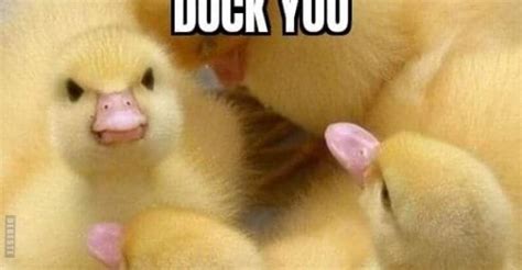 Duck You You Ducking Duck Debestede