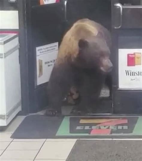 Brown Bear Breaks Into Shop Multiple Times To Steal Chocolate Bars
