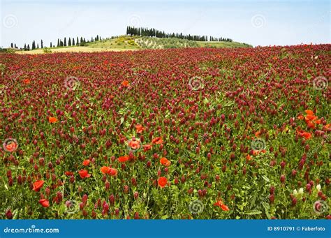 Red Flower Landscape Stock Image Image Of Grass Ecology 8910791
