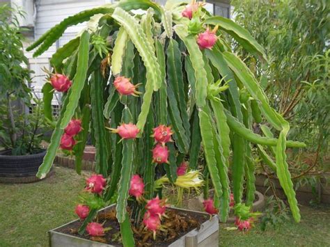 We did not find results for: Harga Jual Bibit Buah Naga Merah Murah | SamudraBibit.com