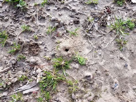 Cicada Dirt Mounds Or Holes In The Ground Or Lawn Stock Image Image