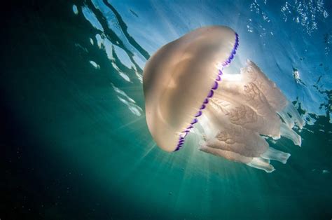 The Worlds 9 Largest Jellyfish A Z Animals