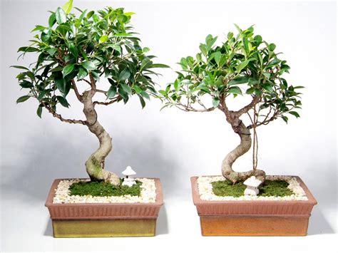 Maybe you would like to learn more about one of these? How to Care for Bonsai Trees | HGTV