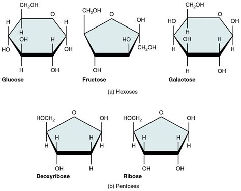 Structure Of Monosaccharides Disaccharides And Polysaccharides