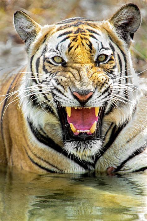 Roaring Bengal Tiger India Photograph By Panoramic Images Pixels