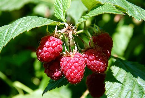 How To Grow Raspberry In Container Nature Bring Naturebring