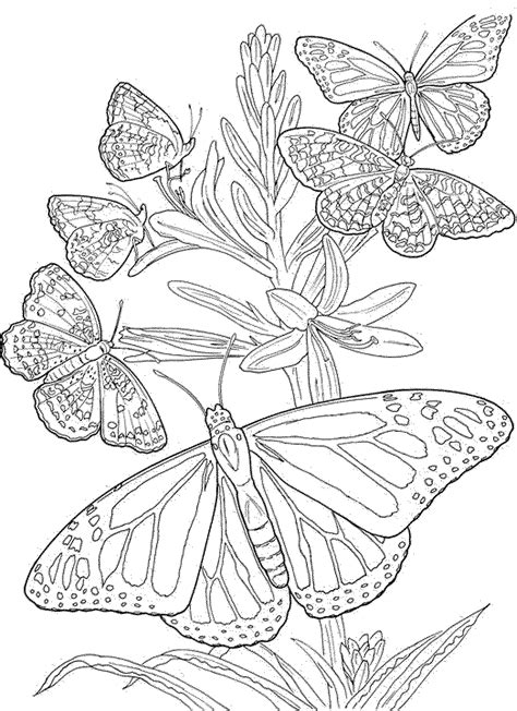 Butterfly Mandala Coloring Pages For Adults Coloring Pages