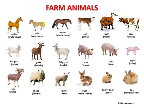 Animal Farm Facts About Farm Animals Most People Dont Know