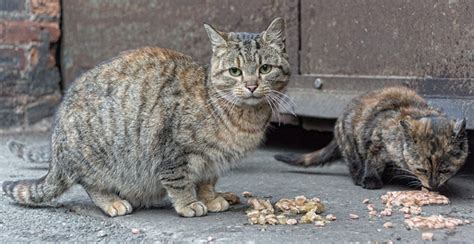 Helping Feral Cats Is Up To You Catster