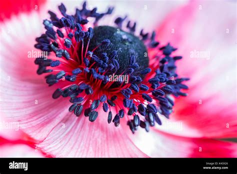 Gerbera Daisy Plant Hi Res Stock Photography And Images Alamy