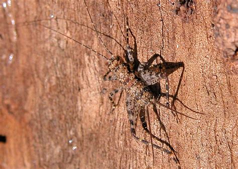 Spider Cricket Endotaria Sp