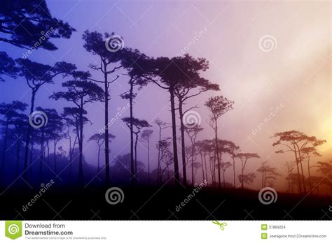 Pine Forest In Thailand Stock Photo Image Of Environment 37869224