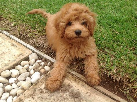 Cavoodle Puppies Adoption Melbourne - Pets and Animal Educations