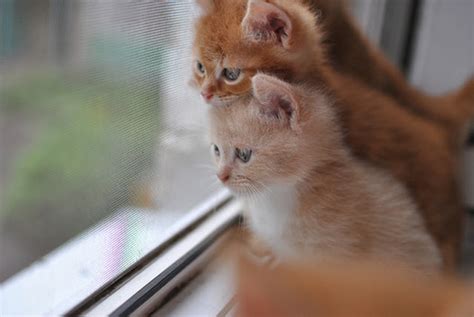 Cute Kittens 20 Great Pictures Kitty Bloger
