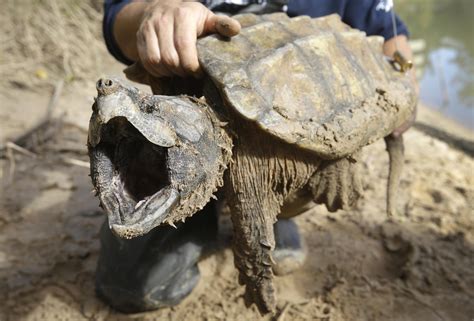 Feds Propose Threatened Status For Alligator Snapping Turtle Ap News
