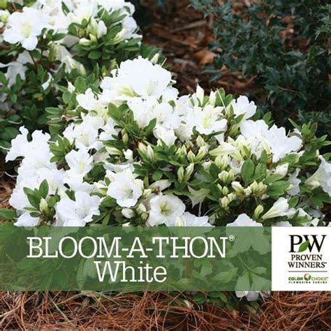 Bloom A Thon White Rhododendron Benchcard Spring Meadow Nursery