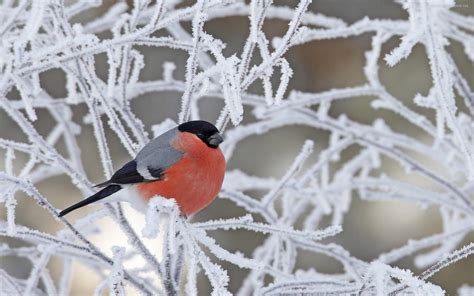 Bullfinch 4k Wallpapers For Your Desktop Or Mobile Screen Free And Easy To Download