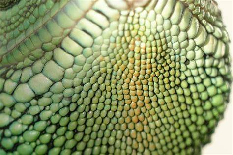 Lizard Pattern Stock Photos Images And Backgrounds For Free Download