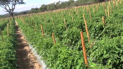 Produccion Agricola Cultivo De Tomate