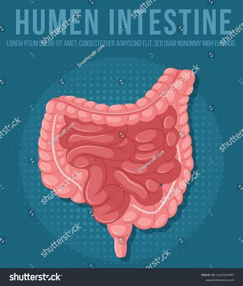 Human Internal Organ Intestine Illustration Stock Vector Royalty Free 2165525497 Shutterstock