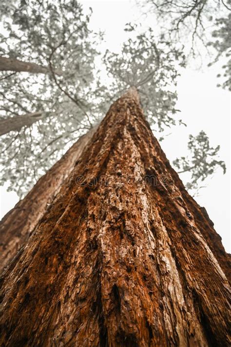 Giant Sequoias Forest Sequoia Detail Bark Needles National Park