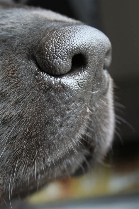 Free Stock Photo Of Dog Snout Download Free Images And Free Illustrations