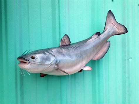 Blue Catfish Mounts New Wave Taxidermy