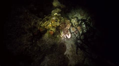 Night Diving On Cozumel With Crab Youtube