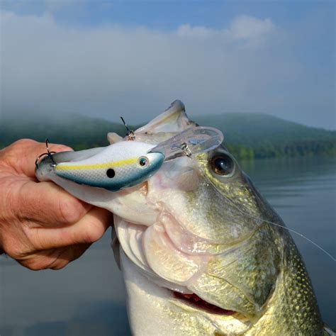 The Best Lures For Bass Fishing