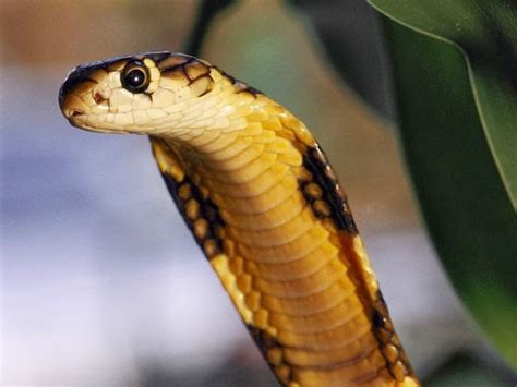 July 23 at 10:37 pm · awesome best video of catching. Four Interesting Horror Facts About the Snake King Cobra