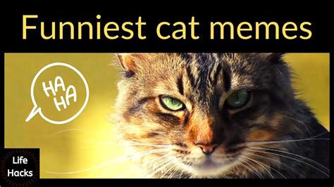 Funniest Cat Memes In 2020 Try Not To Laugh Challenge Youtube