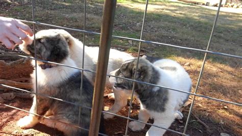Traditionally, the breed was used for guarding sheep and goat herds. Spartanburg, SC Alabai Dogs for sale - YouTube
