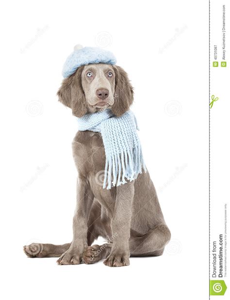 Weimaraner Dog Wearing A Hat And Scarf Stock Image Image Of Knitted