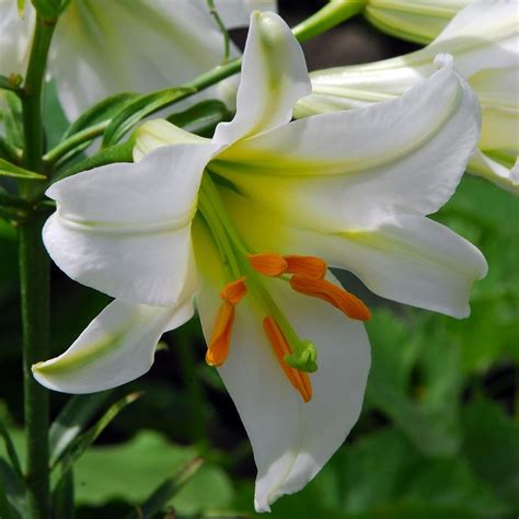 Buy Lily Bulb Lilium Regale Album Delivery By Waitrose Garden