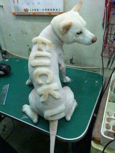 Ogolony Husky Wykoppl Dog Groomers Dog Haircuts Shaved Animals