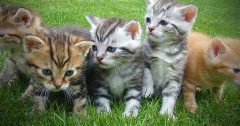 You and your kitten will love these unique and fun ideas. Cute Girl Kitten Names: Unique Female Cat Names: Name for ...