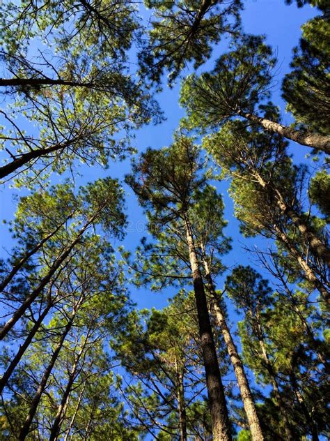 Blue Sky Through Forest Pine Forest Stock Photo Image Of Shadow