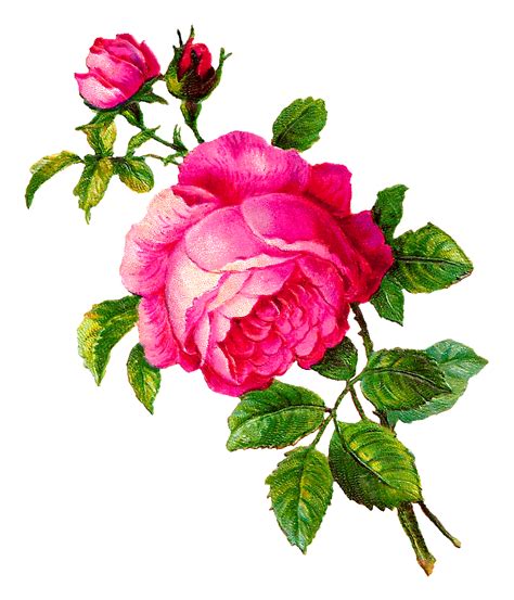 Clip Art Of Rose Flower K7825267 Search Clipart Illustration Posters Drawings And Eps Kulturaupice