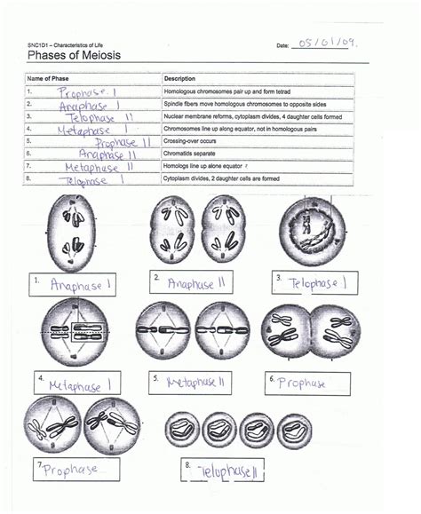 Many organisms package these cells into gametes, such as egg and sperm. label the phases of meiosis answers meiosis labels - Top ...
