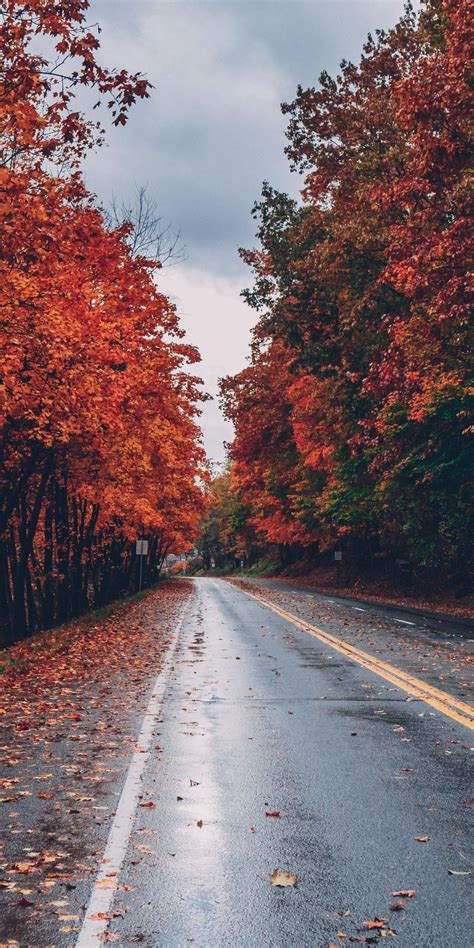 Road Autumn Tree Highway 1080x2160 Wallpaper Nature Photography