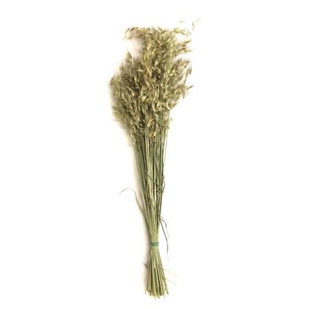 Vat per box of 40 blooms add to basket. Oats - Wild (Dried) 50cm | Wholesale Dutch Flowers ...