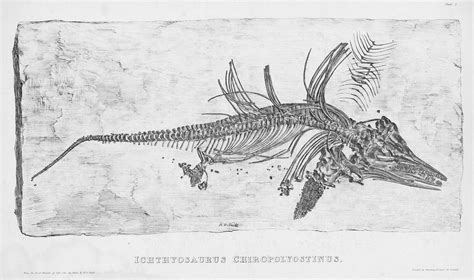 Shenstone Ichthyosaurs And Plesiosaurs