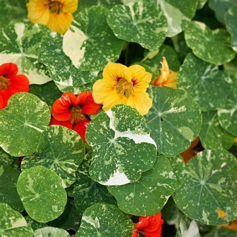 Plants grow well in beds or containers. Nasturtium- Alaska Mixed seeds | The Seed Collection