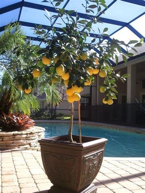 Meyer Lemon Tree Indoor And Patio Citrus Tree Cannot Ship To Etsy