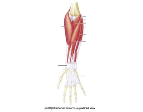 We did not find results for: Anterior Muscles of the Lower Arm
