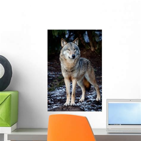 Wolf Wall Mural By Wallmonkeys Peel And Stick Graphic 18 In H X 12 In