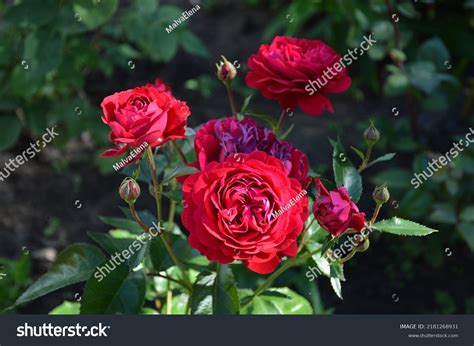 Bunch Dark Red Floribunda Rose Flowers Stock Photo 2181268931