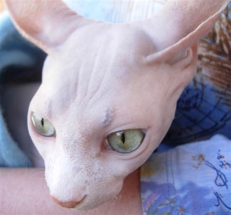 Lavender Sphynx Cat Face Redheadjokes Flickr