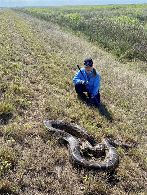 Tracker Wearing Pythons Hope For Sex But Slither To Their Demise In