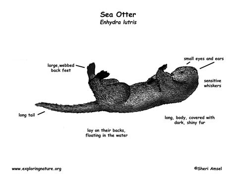 Sea Otter Otters Life Cycles